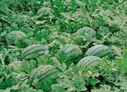 718吃瓜娱乐入口,带你领略热门话题新风向